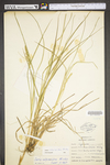 Carex vulpinoidea by WV University Herbarium