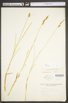 Carex vulpinoidea by WV University Herbarium