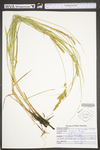 Carex vulpinoidea by WV University Herbarium