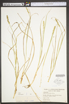 Carex vulpinoidea by WV University Herbarium