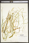 Carex vulpinoidea by WV University Herbarium