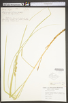 Carex vulpinoidea by WV University Herbarium