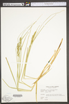 Carex vulpinoidea by WV University Herbarium