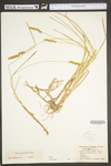 Carex vulpinoidea by WV University Herbarium