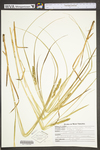 Carex vulpinoidea by WV University Herbarium