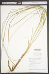 Carex vulpinoidea by WV University Herbarium