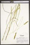 Carex vulpinoidea by WV University Herbarium