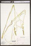 Carex vulpinoidea by WV University Herbarium