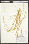 Carex vulpinoidea by WV University Herbarium