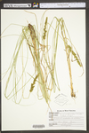 Carex vulpinoidea by WV University Herbarium