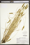 Carex vulpinoidea by WV University Herbarium