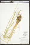 Carex vulpinoidea by WV University Herbarium