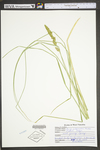 Carex vulpinoidea by WV University Herbarium