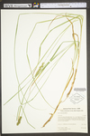 Carex vulpinoidea by WV University Herbarium