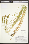 Carex vulpinoidea by WV University Herbarium