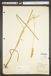 Carex vulpinoidea by WV University Herbarium