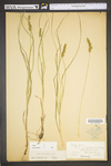 Carex vulpinoidea by WV University Herbarium