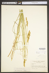 Carex vulpinoidea by WV University Herbarium