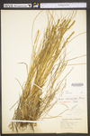 Carex vulpinoidea by WV University Herbarium