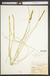 Carex vulpinoidea by WV University Herbarium