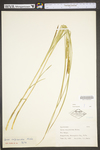 Carex vulpinoidea by WV University Herbarium