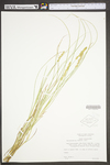 Carex vulpinoidea by WV University Herbarium