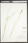 Carex vulpinoidea by WV University Herbarium