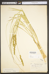 Carex vulpinoidea by WV University Herbarium