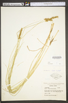 Carex vulpinoidea by WV University Herbarium