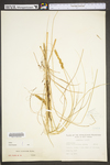 Carex vulpinoidea by WV University Herbarium