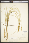 Carex vulpinoidea by WV University Herbarium