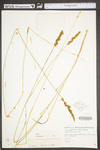 Carex vulpinoidea by WV University Herbarium