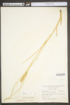 Carex vulpinoidea by WV University Herbarium