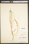 Carex vulpinoidea by WV University Herbarium