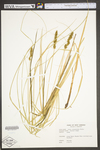 Carex vulpinoidea by WV University Herbarium