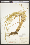 Carex vulpinoidea by WV University Herbarium