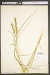 Carex vulpinoidea by WV University Herbarium