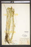 Carex vulpinoidea by WV University Herbarium