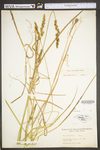 Carex vulpinoidea by WV University Herbarium