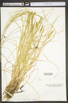 Carex vulpinoidea by WV University Herbarium