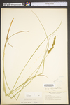 Carex vulpinoidea by WV University Herbarium