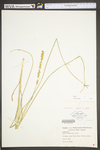 Carex vulpinoidea by WV University Herbarium