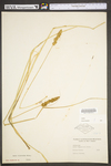 Carex vulpinoidea by WV University Herbarium