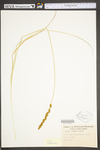 Carex vulpinoidea by WV University Herbarium