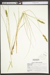 Carex vulpinoidea by WV University Herbarium