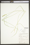 Carex vulpinoidea var. vulpinoidea by WV University Herbarium