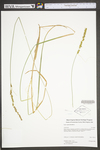 Carex vulpinoidea by WV University Herbarium