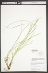 Carex vulpinoidea by WV University Herbarium