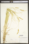 Carex vulpinoidea by WV University Herbarium