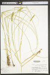 Carex vulpinoidea by WV University Herbarium